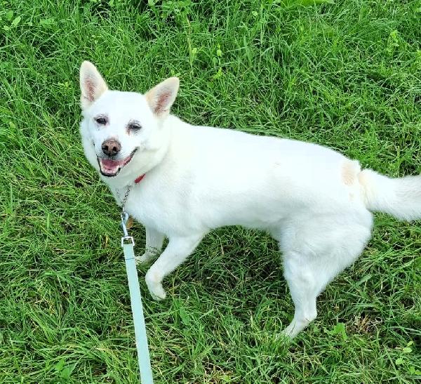 FOX DIVERSAMENTE GIOVANE Foto 4